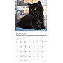 2026 Willow Creek Black Kittens 12" x 12" Monthly Wall Calendar (50293)~#|#~1295524B-11FD-4077-BE0D03EFB84EC6E8_sc7