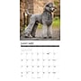 2027 Willow Creek Poodles 12" x 12" Monthly Wall Calendar, Assorted Colors (61879)~#|#~12AE5516-D6F6-4153-BB3DE90B9B56A0E4_sc7