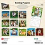 2026 BrownTrout Bulldog Puppies 12" x 12" Monthly Wall Calendar (9798330702664)~#|#~12B53B68-06BC-4EE4-8795ADCE2BFE9834_sc7