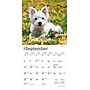2026 BrownTrout West Highland White Terrier Puppies 7" x 7" Monthly Wall Calendar (9798330706259)~#|#~12DD5D4D-FF92-4EEC-9328D7BCD6DD1BBA_sc7