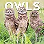 2026 TF Publishing Owls 12" x 12" Monthly Wall Calendar (26-1044)~#|#~12F88B56-4C18-4963-805469FAB9A7C0CB_sc7