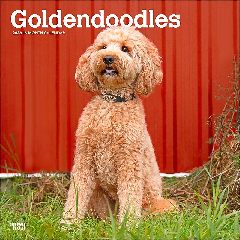 2026 BrownTrout Goldendoodles 12" x 12" Monthly Wall Calendar (9798330703500) image 1