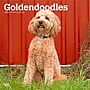 2026 BrownTrout Goldendoodles 12" x 12" Monthly Wall Calendar (9798330703500)~#|#~131B0F89-A9C1-49E7-A75F804C63326B05_sc7