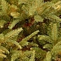National Tree Company Frasier Grande Artificial Christmas Tree (PEFG3-500-75)~#|#~1328E217-3F2B-4204-80900802F86C1D71_sc7