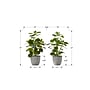 Monarch Specialties Inc. 14" Artificial Ficus Elastica Plant in Pot, 2/Set (I 9558)~#|#~1344F1CE-8CAD-4C65-85152CB2AF016716_sc7