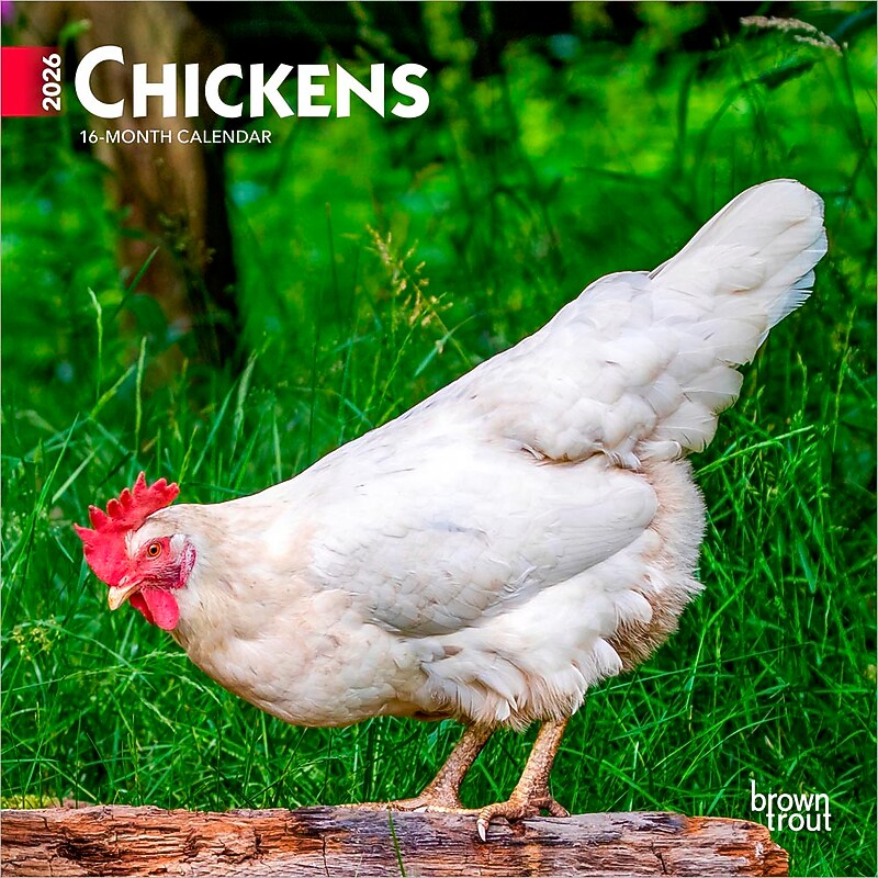 2026 BrownTrout Chickens 7" x 7" Monthly Wall Calendar (9798330702879) image 1