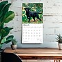2026 BrownTrout Black Labrador Retrievers 12" x 12" Monthly Wall Calendar (9798330704248)~#|#~13B7ED2E-95AF-4A2C-A5EC4DB51C2B1428_sc7