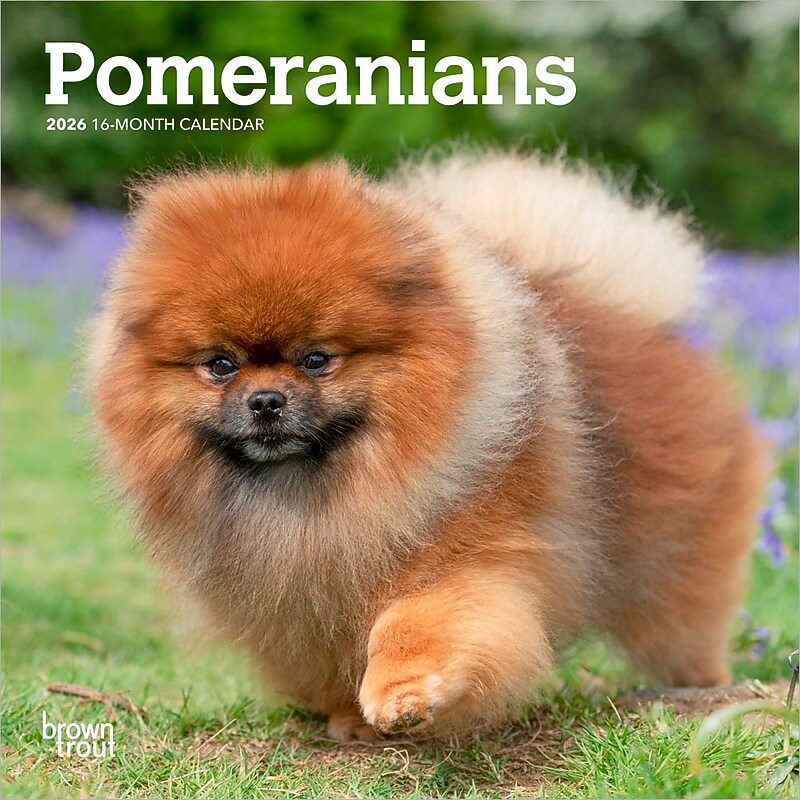 2026 BrownTrout Pomeranians 7" x 7" Monthly Wall Calendar (9798330705146) image 1