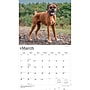 2027 BrownTrout For the Love of Boxers 14" x 12" Monthly Wall Calendar, Assorted Colors (9798330709236)~#|#~1475CDFD-5AAD-4837-A3989ED0F899B2FB_sc7
