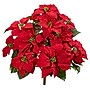 Nearly Natural 24-in Poinsettia Artificial Plant (6077-S2)~#|#~14DA553F-B078-4257-87E42DE759A3AB5B_sc7