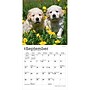 2027 BrownTrout Golden Retriever Puppies 7" x 7" Monthly Wall Calendar, Assorted Colors (9798330710010)~#|#~14E462F3-1FE9-45D2-AB3174C03A5AF18D_sc7