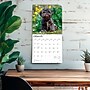 2026 BrownTrout Shih Tzu 12" x 12" Monthly Wall Calendar (9798330705535)~#|#~156F4198-9E02-4948-87859C8D740EC494_sc7