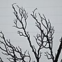 Nearly Natural 6' Pre-Lit Halloween Minimalist Twig Artificial Fall Tree with 320 Orange and Purple LED Lights (T4926)~#|#~5CD5AD3E-0A7D-4DBB-BFF511D401276DCA_sc7