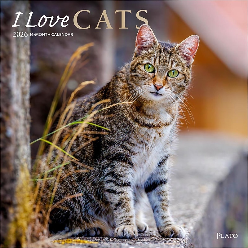 2026 Plato I Love Cats 12" x 12" Monthly Wall Calendar (9798330706808) image 1