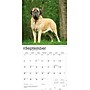 2026 BrownTrout Mastiffs 12" x 12" Monthly Wall Calendar (9798330704538)~#|#~161A1727-6BDA-40C8-B2F0FAF95DB8C9AB_sc7