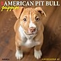 2027 Willow Creek American Pit Bull Terrier Puppies 12" x 12" Monthly Wall Calendar, Assorted Colors (58749)~#|#~161F4A95-21F4-4F35-A523CCFA0CAB2B2B_sc7