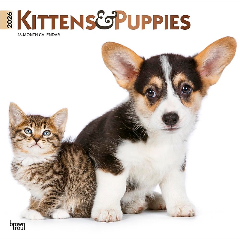 2026 BrownTrout Kittens & Puppies 12" x 12" Monthly Wall Calendar (9798330704101) image 1