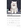 2026 Willow Creek What Kittens Teach Us 12" x 12" Monthly Wall Calendar (53201)~#|#~16BC4BE9-8E7C-44BB-B293EDEB13122F55_sc7