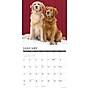2027 Willow Creek Goldens 12" x 12" Monthly Wall Calendar (60476)~#|#~16D78E96-EBA9-4D2C-A6BB4D7535CBD6DB_sc7