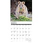 2026 Willow Creek Quokkas 12" x 12" Monthly Wall Calendar (52532)~#|#~172209B6-DC6A-412E-8CE08F0CD604AE8B_sc7