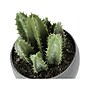 Monarch Specialties Inc. Succulents in Pots, 3/Pack (I 9587)~#|#~17576105-2649-42B5-9E82C57F629CDA1D_sc7