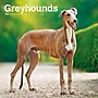 2027 BrownTrout Greyhounds 12" x 12" Monthly Wall Calendar (9798330712502)~#|#~179688BE-AAD5-4BE1-86656E208FB69BE1_sc7