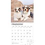 2026 BrownTrout Australian Shepherds 12" x 12" Monthly Wall Calendar (9798330702220)~#|#~179C482B-80F6-4B77-97F001F096B187A3_sc7