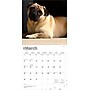 2026 BrownTrout Pugs 12" x 12" Monthly Wall Calendar (9798330705238)~#|#~1800A5EF-A3DD-41F2-9933B055E2A5A86C_sc7