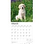 2026 BrownTrout Golden Retriever Puppies 12" x 12" Monthly Wall Calendar (9798330703463)~#|#~188AA7AF-FBD5-4854-BC3CA1F2D1AA7E92_sc7