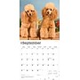 2026 BrownTrout Poodles 12" x 12" Monthly Wall Calendar (9798330705160)~#|#~18B021EB-BA2F-4FDC-8AF12212F60D964F_sc7