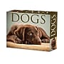 2026 Willow Creek Dogs 6.2" x 5.4" Day-to-Day Calendar (54147)~#|#~18BF1BD5-6810-4D89-B0DA3E3AE937D287_sc7