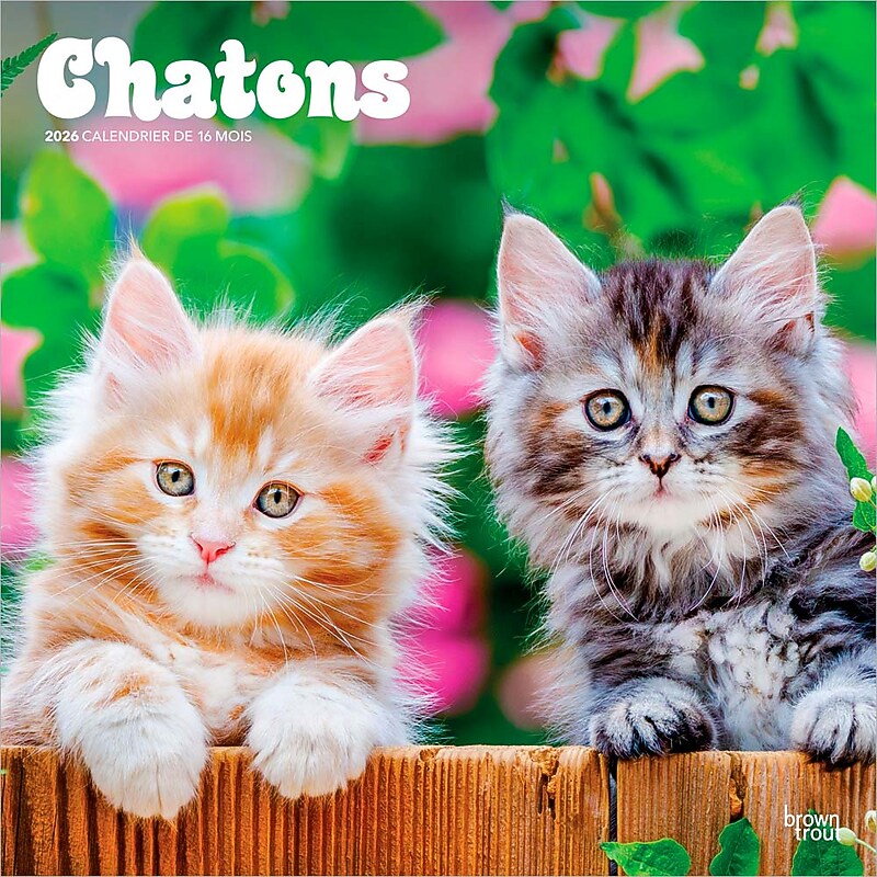 2026 BrownTrout Chatons 12" x 12" Monthly Wall Calendar (9798330707331) image 1