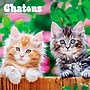 2026 BrownTrout Chatons 12" x 12" Monthly Wall Calendar (9798330707331)~#|#~18FCD5EE-CE4D-41B1-B5052979CD4F8392_sc7