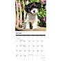2026 Willow Creek Havanese 12" x 12" Monthly Wall Calendar (51443)~#|#~1939602E-88FC-4D0D-86B95F01B3876E9A_sc7
