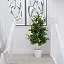 Nearly Natural Artificial Norfolk Pine Tree, 4' (T4708)~#|#~193B10AE-A418-4E4E-9600CF3108454392_sc7