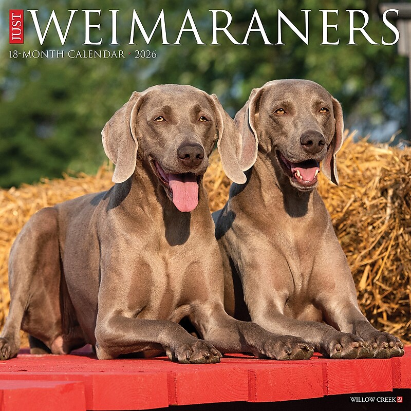 2026 Willow Creek Weimaraners 12" x 12" Monthly Wall Calendar (53119) image 1