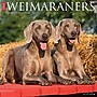 2026 Willow Creek Weimaraners 12" x 12" Monthly Wall Calendar (53119)~#|#~19AD8C36-F8E0-4425-A85A1E5D992CAC05_sc7