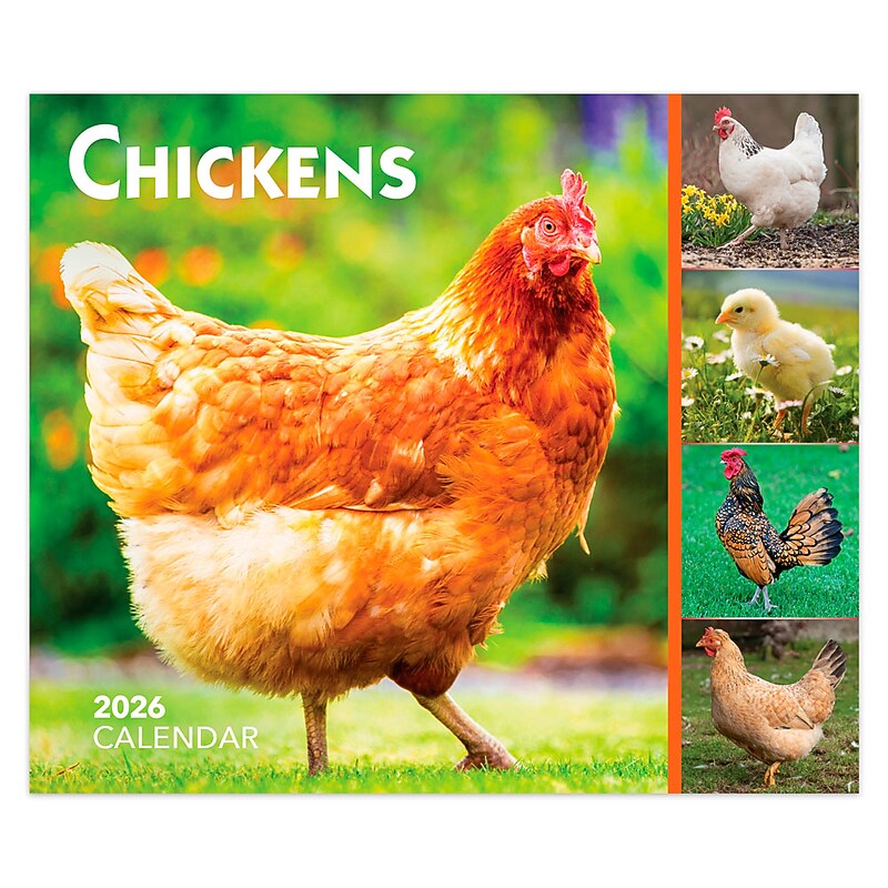 2026 BrownTrout Chickens 6.06" x 5.13" Day-to-Day Calendar (9798330702855) image 1
