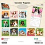 2026 BrownTrout Cavalier King Charles Spaniel Puppies 12" x 12" Monthly Wall Calendar (9798330702817)~#|#~19DF8C0D-FC71-41C4-A9E5EAA66D20302E_sc7