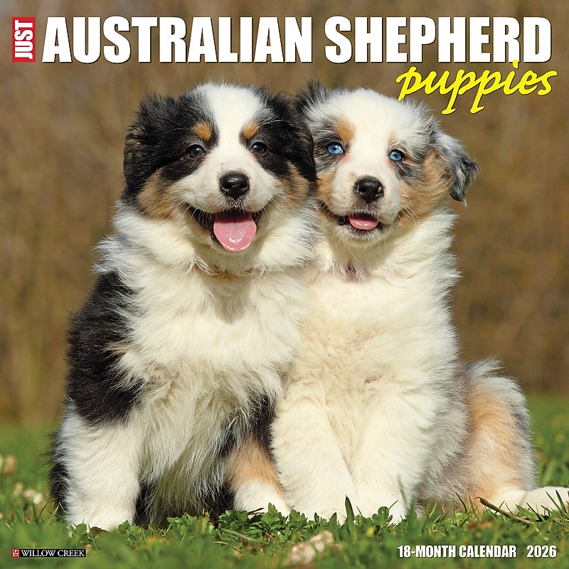 2026 Willow Creek Australian Shepherd Puppies 12" x 12" Monthly Wall Calendar (49976) image 1