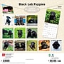 2027 BrownTrout Black Labrador Retriever Puppies 12" x 12" Monthly Wall Calendar (9798330712526)~#|#~1A22ABF2-3A05-46EA-A781637DEBBD5D66_sc7
