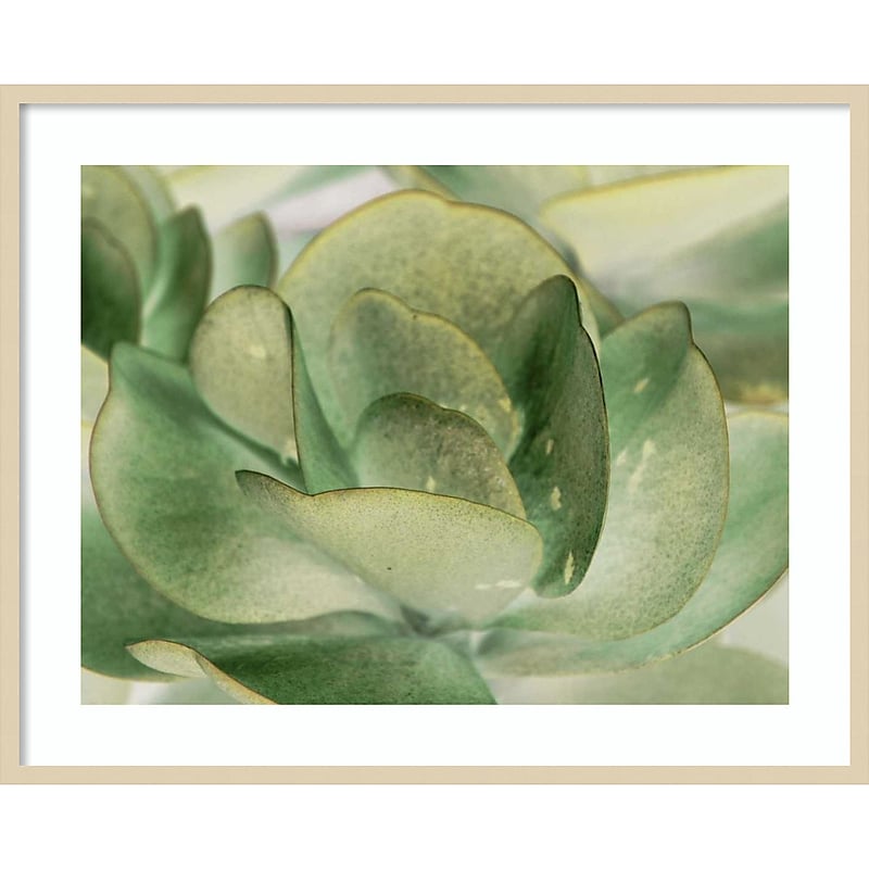 Amanti Art Petal I by Tang Ling Wood Framed Wall Art Print, 41" x 33" (A42675533997) image 1