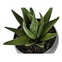 Monarch Specialties Inc. Succulents in Pots, 3/Pack (I 9587)~#|#~1A2E0159-E3FD-4416-8CD3C42567F8794A_sc7