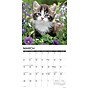 2026 Willow Creek Kittens 12" x 12" Monthly Wall Calendar (51696X)~#|#~1A651E04-206C-491E-81E47AE683A54BE4_sc7