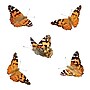 Butterfly Pavilion (ILP1885)~#|#~1A677111-0E72-442B-9FAE952DD78F5338_sc7