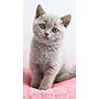 2026-2028 Willow Creek Kitten 3.5" x 6.5" Monthly Pocket/Wallet Calendar, Assorted Colors (66270)~#|#~1A75E4F1-948A-4AB6-A1D27B72AD71EE07_sc7