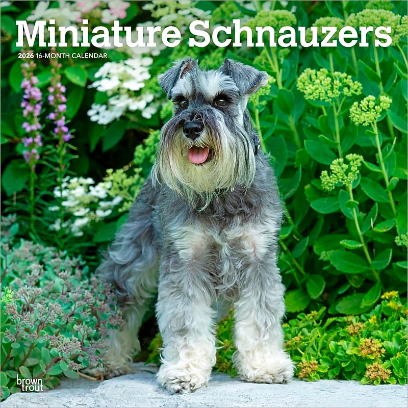 2026 BrownTrout Miniature Schnauzers 12" x 12" Monthly Wall Calendar (9798330705467) image 1