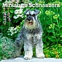 2026 BrownTrout Miniature Schnauzers 12" x 12" Monthly Wall Calendar (9798330705467)~#|#~1ADAEFBB-A65D-4E6A-998EBFAFF0CB5ED3_sc7