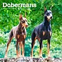 2026 BrownTrout Dobermans 12" x 12" Monthly Wall Calendar (9798330703159)~#|#~1B3310B6-B67A-46AA-9E85E07A56256D6A_sc7