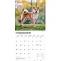 2026 BrownTrout Shiba Inu 12" x 12" Monthly Wall Calendar (9798330705528)~#|#~1B83FBDB-1A94-4569-BBE7B9178FF86CAB_sc7